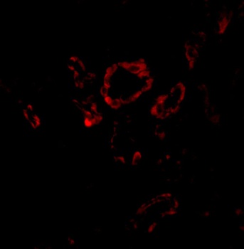 SNAI2 Antibody