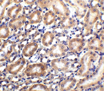 SLC22A17 Antibody