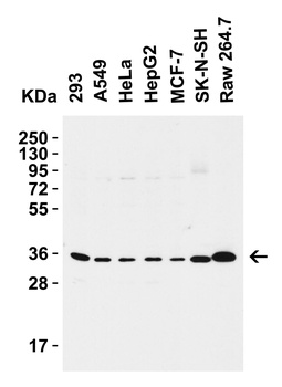 SIGLEC15 Antibody