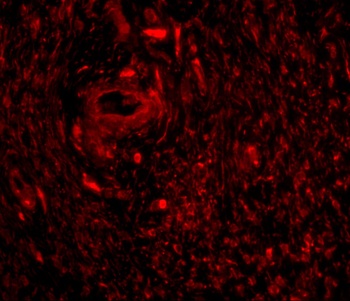 TRIM5 gamma Antibody