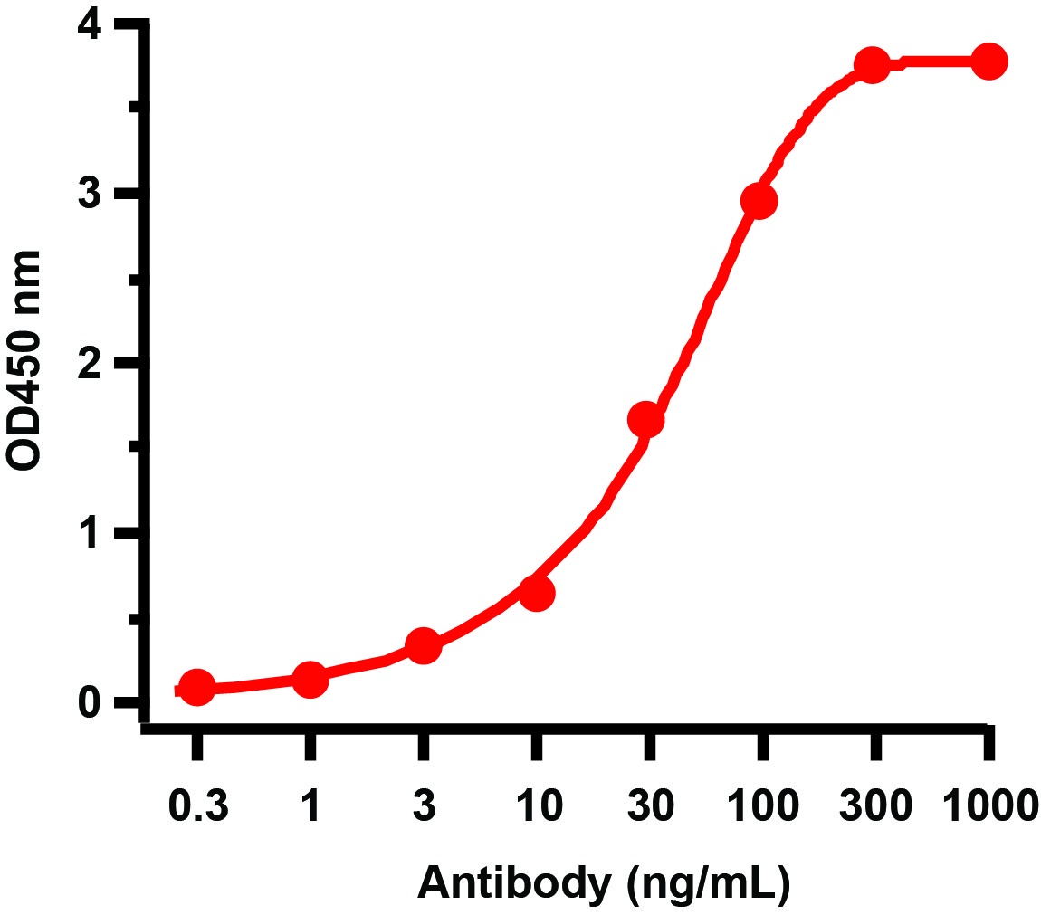 SARS-CoV-2 (COVID-19) Spike S2 Antibody [5E6]