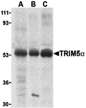 TRIM5 Antibody