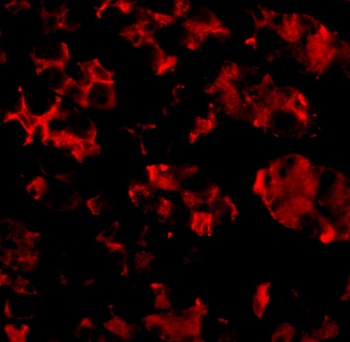 TRIM5 Antibody