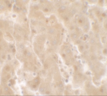 TRIM33 Antibody