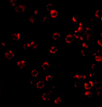 TRIM25 Antibody