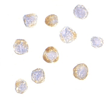 TRIM25 Antibody