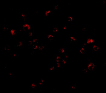 TRIM25 Antibody