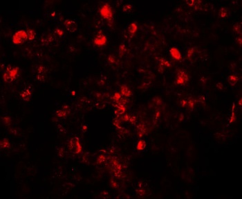 Translin Antibody