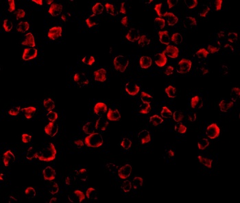 TRAF6 Antibody