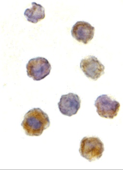MTOR Antibody