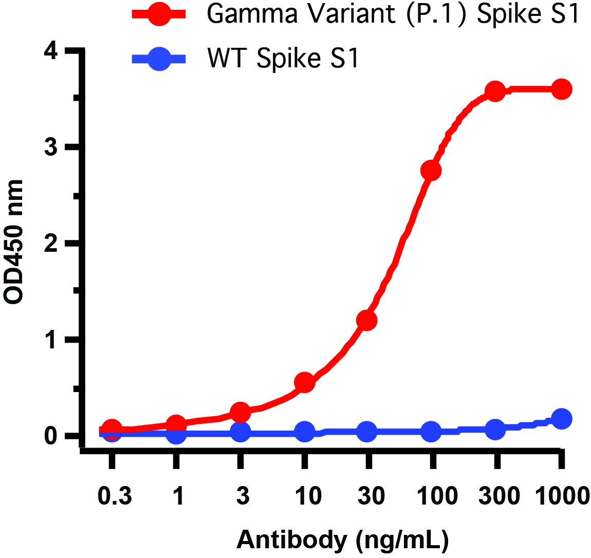 SARS-CoV-2 (COVID-19) Spike P26S Antibody [5G12G11] (Gamma Variant)