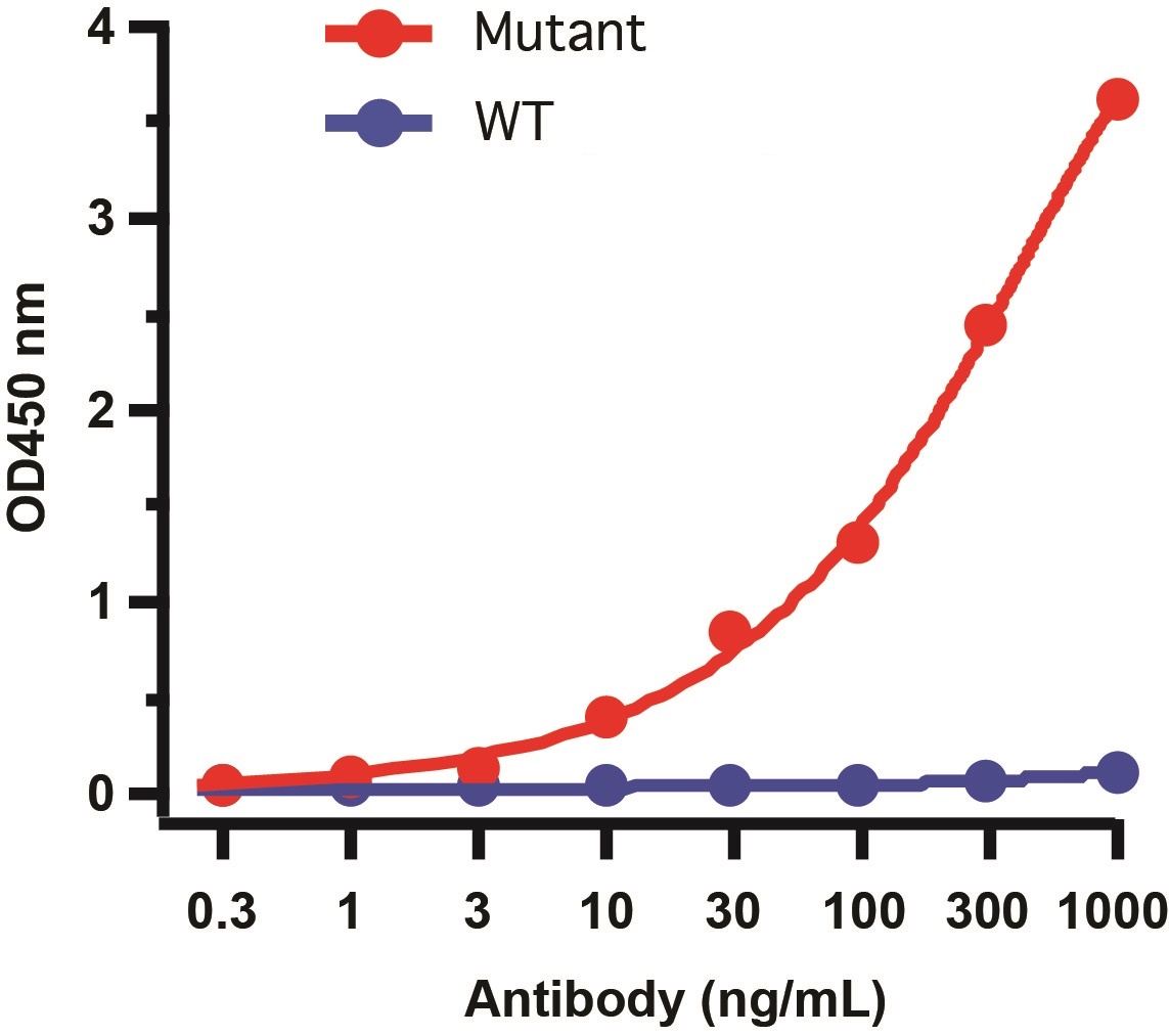 SARS-CoV-2 (COVID-19) Spike P26S Antibody [5G12G11] (Gamma Variant)