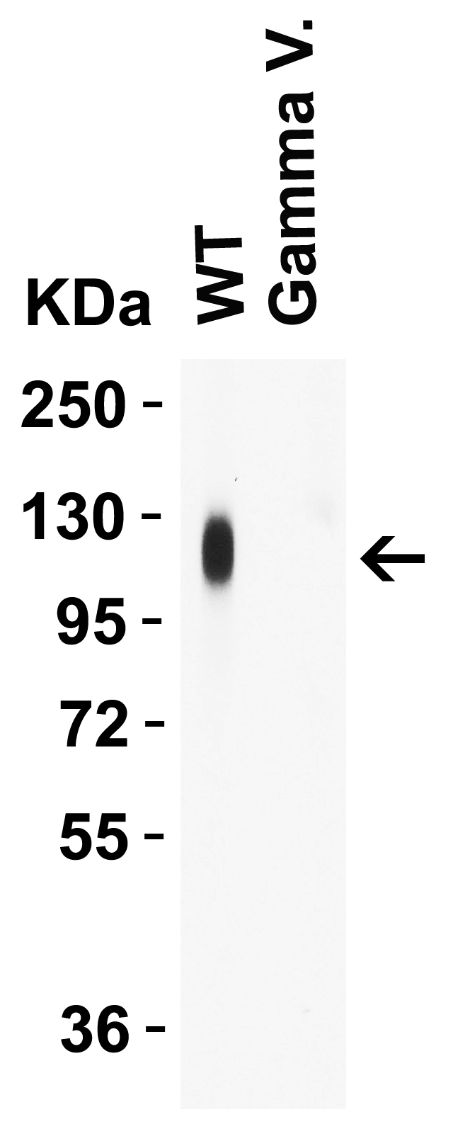 SARS-CoV-2 (COVID-19) Spike 26P Antibody [1C3H9]