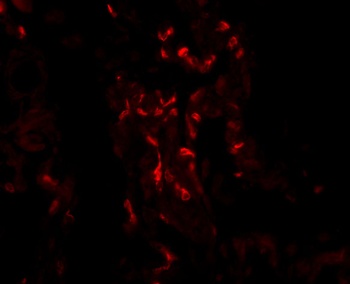 TNFAIP3 Antibody