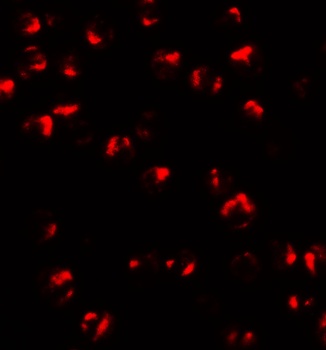 TNFAIP2 Antibody