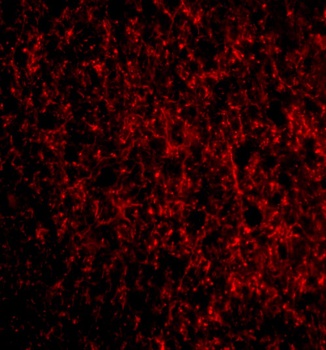 TMP21 Antibody