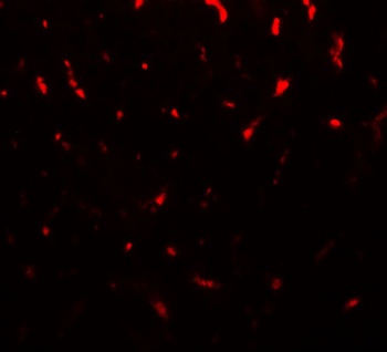 TMIGD1 Antibody