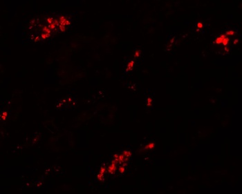 TMEM59 Antibody