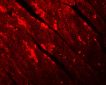 TMEM184C Antibody