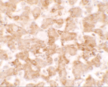 TMEM135 Antibody