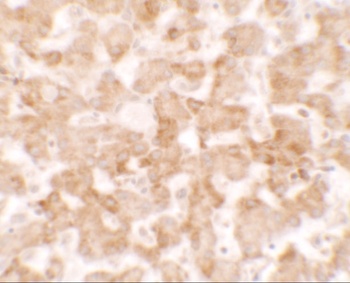 TMEM135 Antibody
