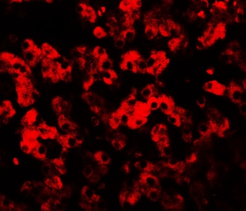 TMEM135 Antibody