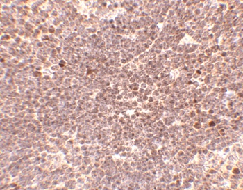 S1P1 Antibody
