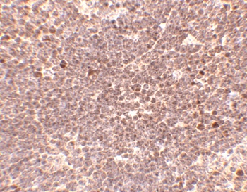 S1PR1 Antibody