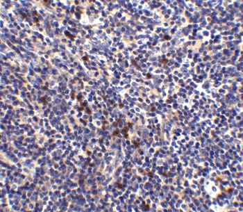 S1P1 Antibody