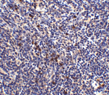 S1PR1 Antibody