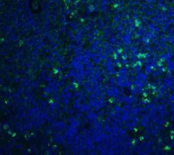 S1P1 Antibody