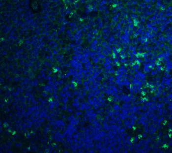 S1PR1 Antibody