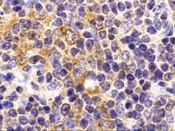 TLR9 Antibody