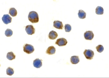 TLR9 Antibody