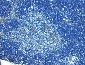 TLR8 Antibody