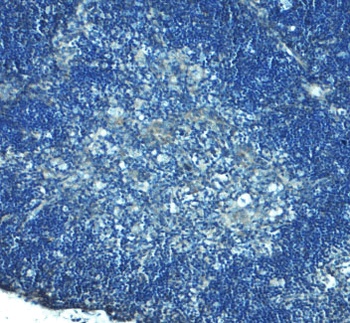 TLR8 Antibody