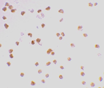 TLR7 Antibody