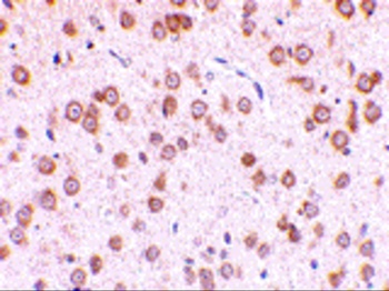 TLR5 Antibody