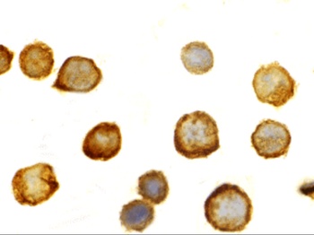 TLR5 Antibody