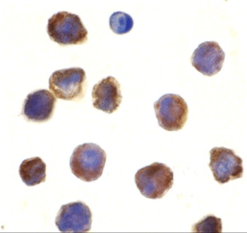 TLR3 Antibody