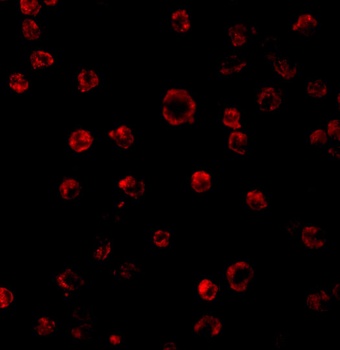 TLR3 Antibody