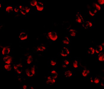 RGS21 Antibody