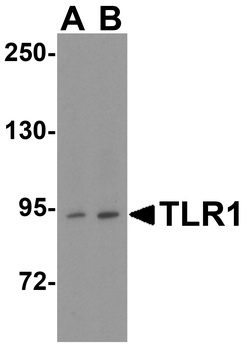 TLR1 Antibody
