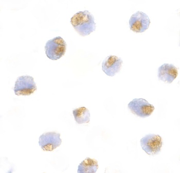 TLR1 Antibody