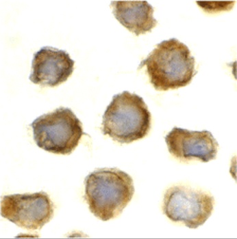 Tlr11 Antibody