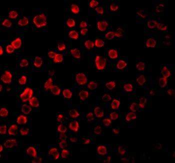 Tlr11 Antibody