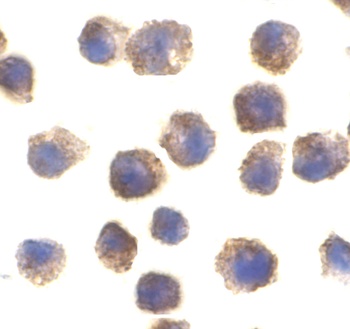 Tlr11 Antibody