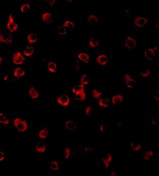 Tlr11 Antibody