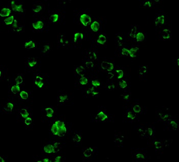 TLR10 Antibody