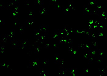 TICAM2 Antibody